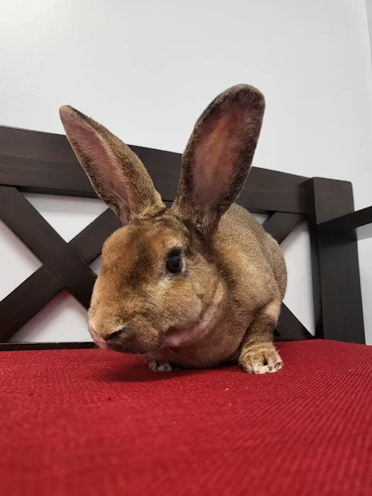 PawSteps Veterinary Center Picture 2