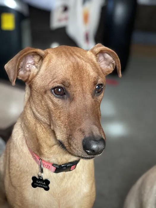 PawSteps Veterinary Center Picture 5