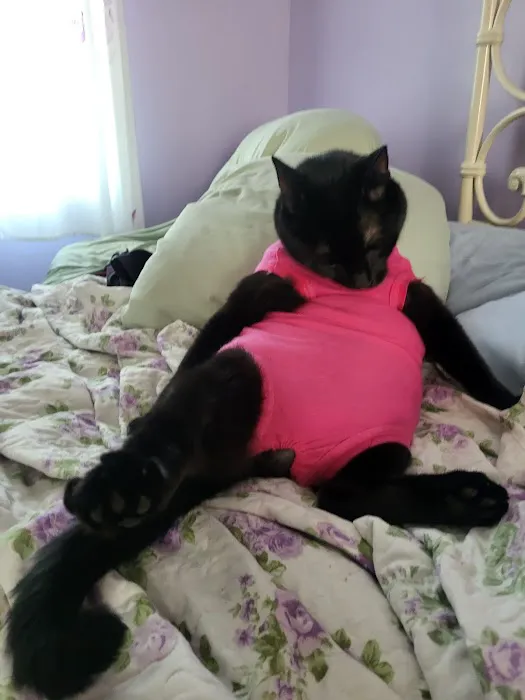 PawSteps Veterinary Center Picture 4