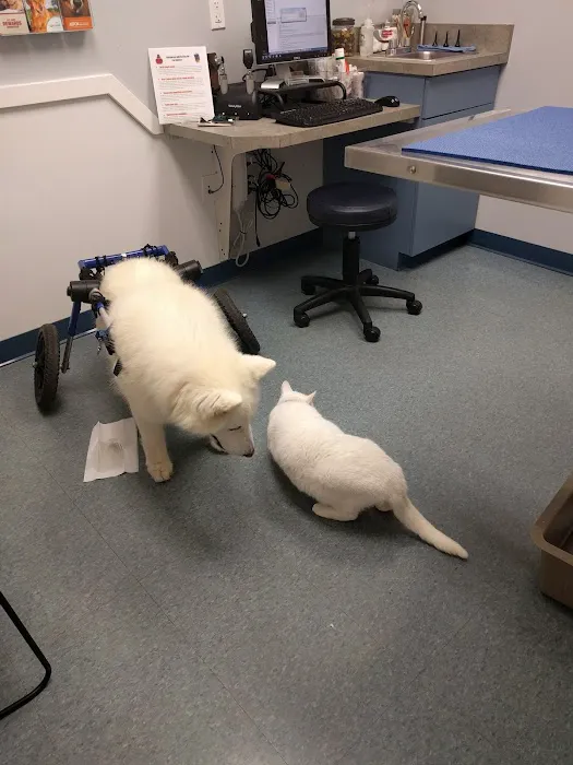 PawSteps Veterinary Center Picture 9