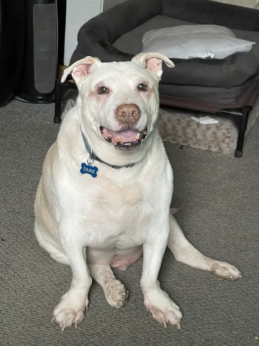 PawSteps Veterinary Center Picture 8