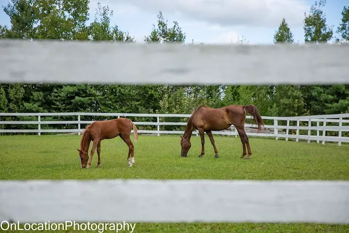 Massachusetts Equine Clinic Picture 2