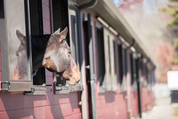 Massachusetts Equine Clinic Picture 1