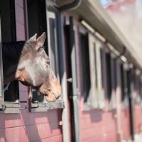 Massachusetts Equine Clinic ico