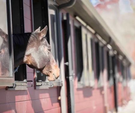 Massachusetts Equine Clinic