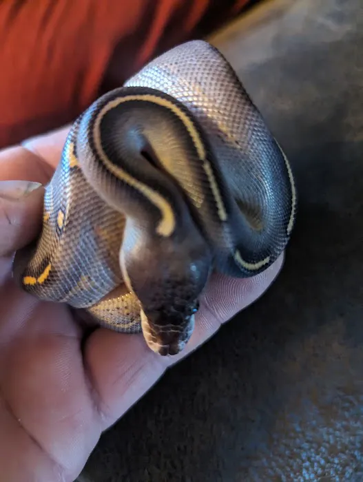 Chicago Reptile House Picture 8