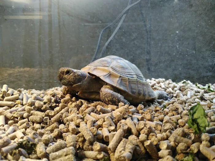 Chicago Reptile House Picture 7