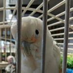 Chicago Fish and Coral Company