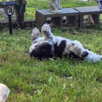 Agape Animal Hospital ico