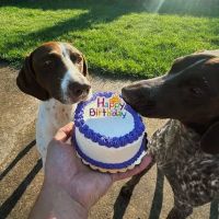 Joy's Best Friends Best Bites ico
