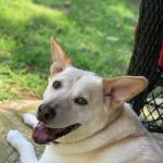 Mendon Animal Clinic