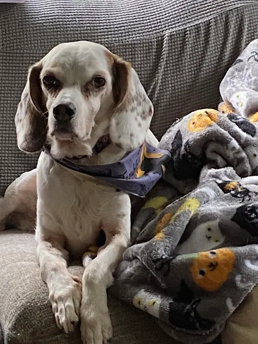 North Smithfield Animal Hospital Picture 1