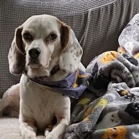 North Smithfield Animal Hospital ico