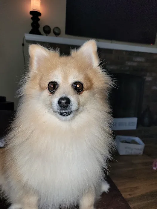 North Smithfield Animal Hospital Picture 5