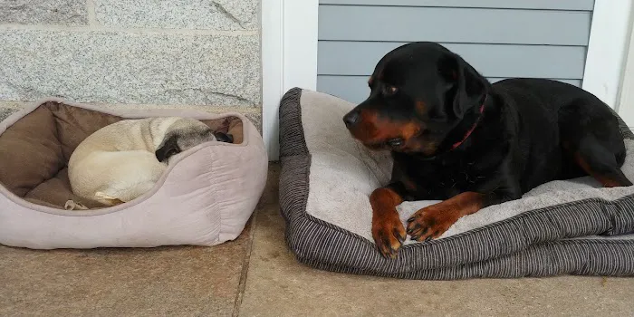 North Smithfield Animal Hospital Picture 3