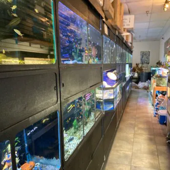 Golden Aquarium Picture 2