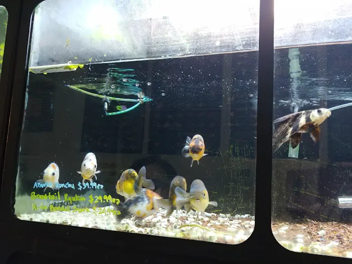 Golden Aquarium Picture 9