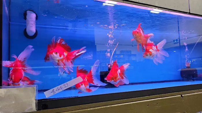 Golden Aquarium Picture 3