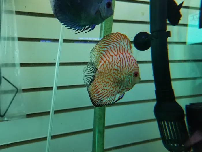 Golden Aquarium Picture 6