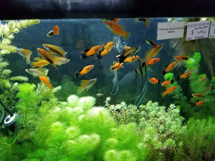 Golden Aquarium Picture 8
