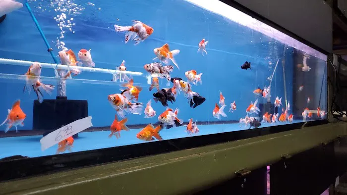 Golden Aquarium Picture 7
