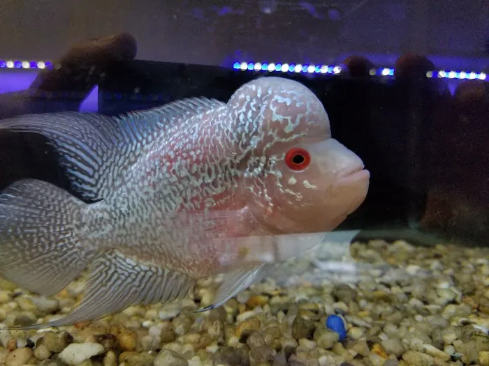 Golden Aquarium Picture 5