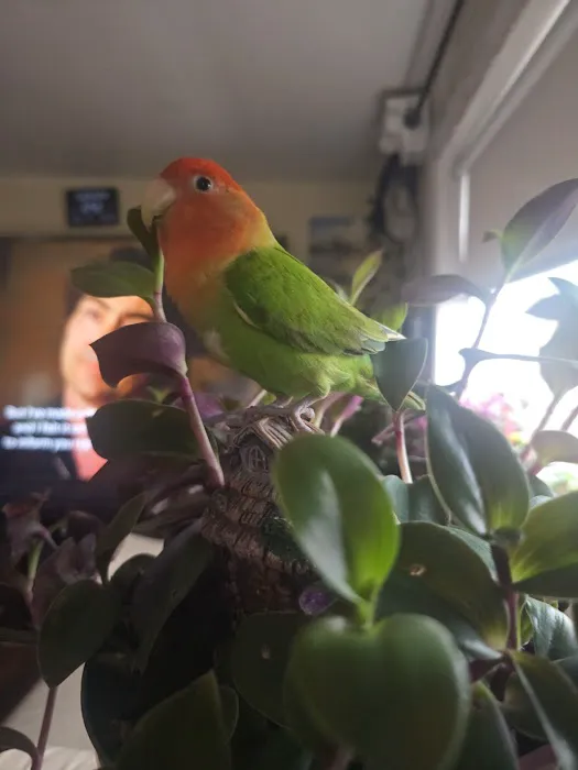 Chicago Pet Store Picture 1