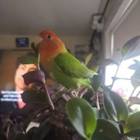 Chicago Pet Store ico