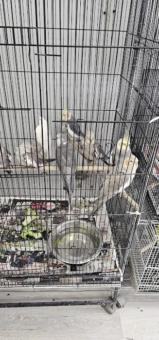 Chicago Pet Store Picture 8