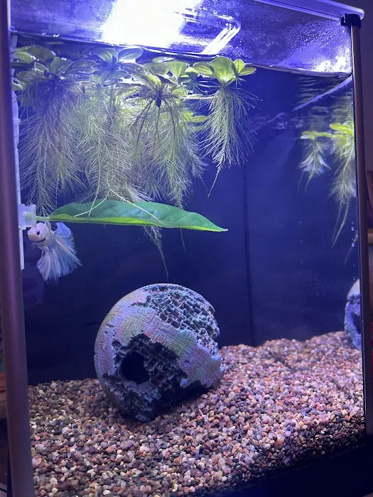 Chicago Pet Store Picture 7