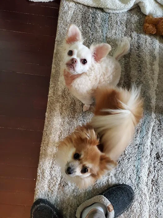 Dr Colm Scanlon Leicester Veterinary clinic Picture 5