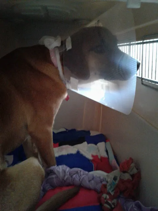 Dr Colm Scanlon Leicester Veterinary clinic Picture 2