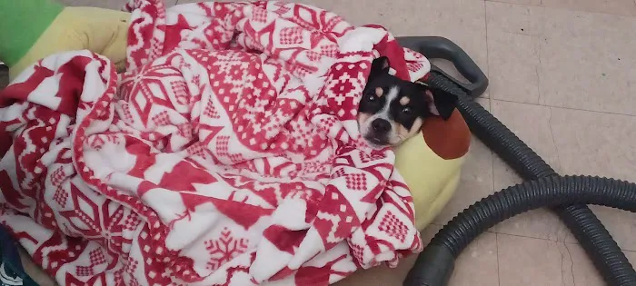 Dr Colm Scanlon Leicester Veterinary clinic Picture 4