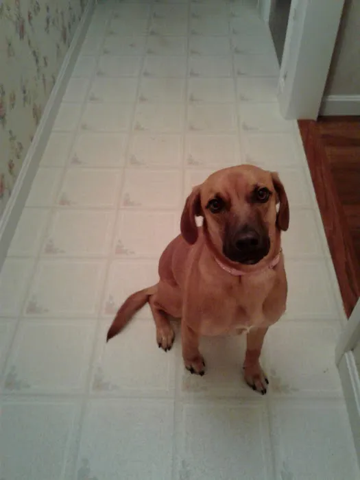 Dr Colm Scanlon Leicester Veterinary clinic Picture 1