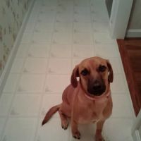 Dr Colm Scanlon Leicester Veterinary clinic ico