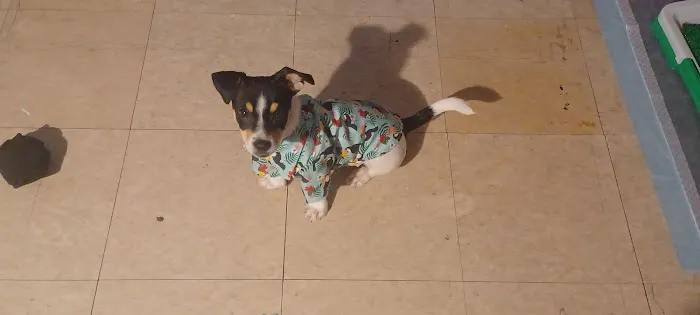 Dr Colm Scanlon Leicester Veterinary clinic Picture 3