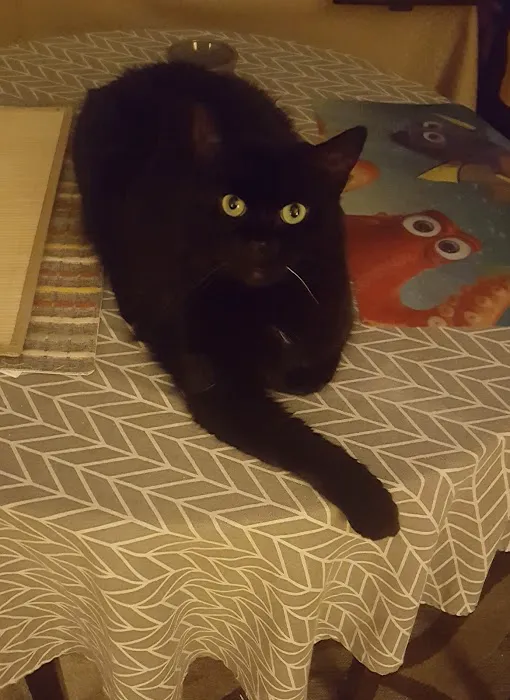 Dr Colm Scanlon Leicester Veterinary clinic Picture 6