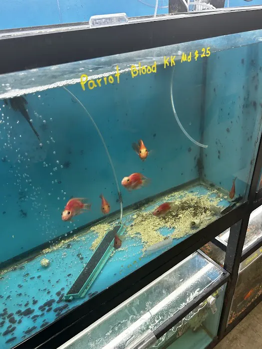 Acuario Piscis Picture 4