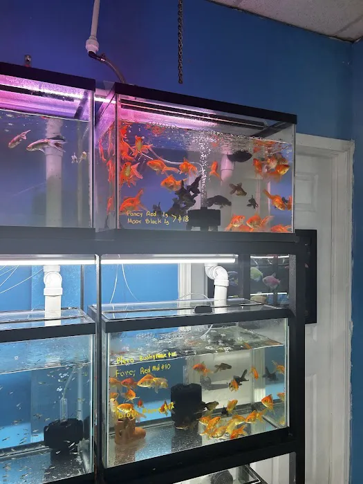 Acuario Piscis Picture 3