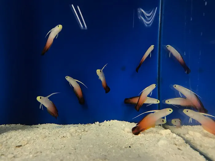 Acuario Piscis Picture 10