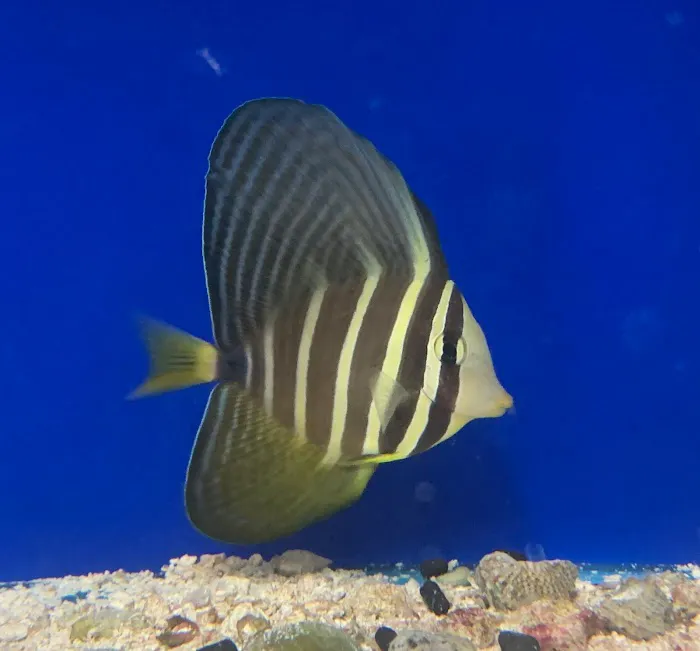 Acuario Piscis Picture 7