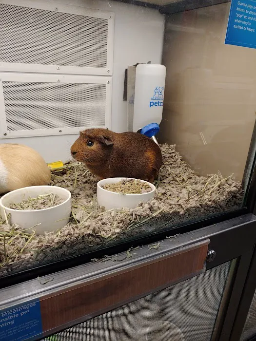 Petco Picture 3