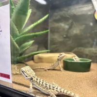 Petco ico