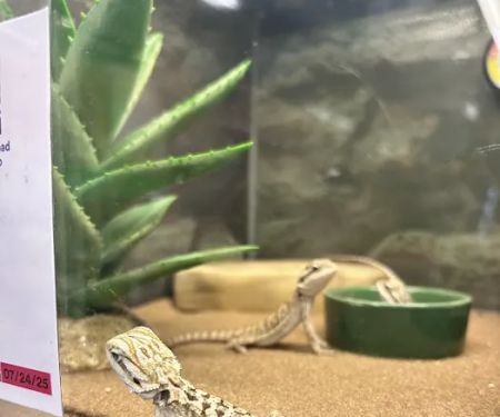 Petco
