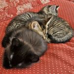 Sturbridge Veterinary Hospital