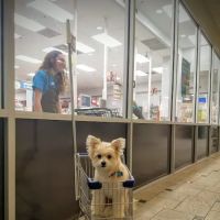 Petco ico
