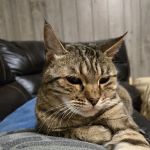 Westside Animal Clinic, A Thrive Pet Healthcare Partner