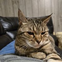 Westside Animal Clinic, A Thrive Pet Healthcare Partner ico