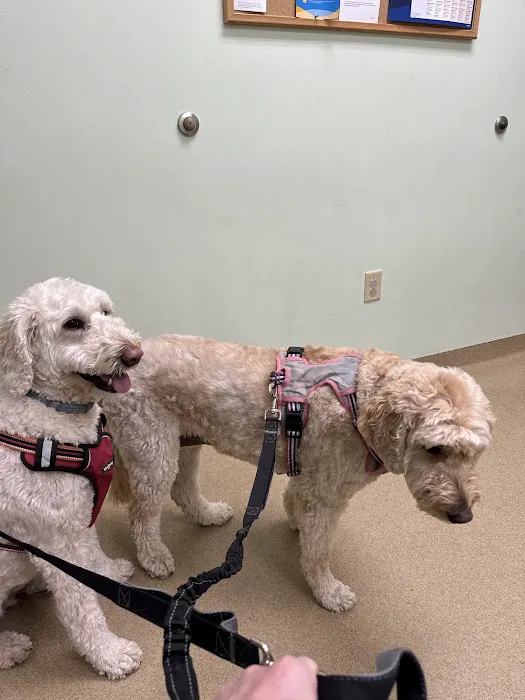 Westside Animal Clinic, A Thrive Pet Healthcare Partner Picture 7