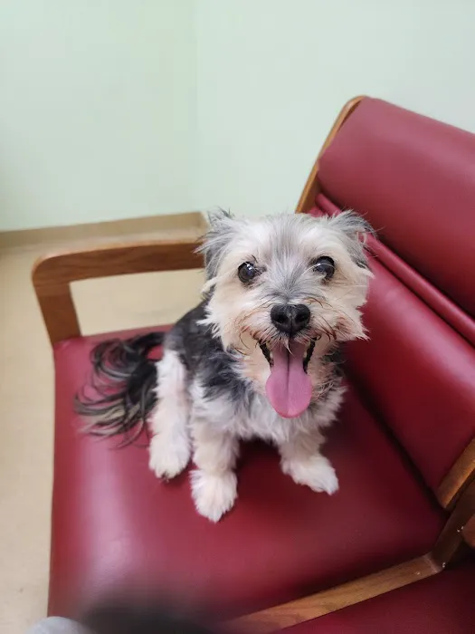 Westside Animal Clinic, A Thrive Pet Healthcare Partner Picture 9